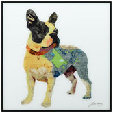 Boston Terrier 1