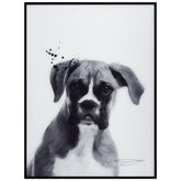 Boxer