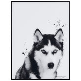 Siberian Husky