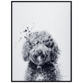 Labradoodle