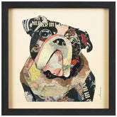 English Bulldog