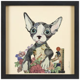 Sphynx