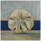 Sand Dollar by the Sea