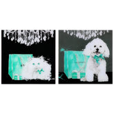 Snowball & Blue Ribbon