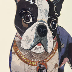 Boston Terrier 2